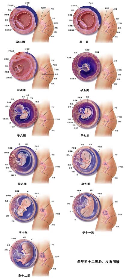 怀孕十二周胎儿高清图