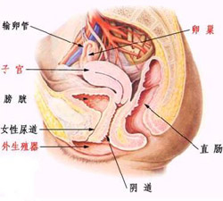 妇科病-<em>阴道</em>炎、宫颈<em>糜烂</em>-搜狐母婴